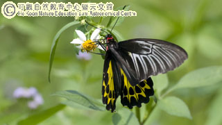 butterfly survey 2